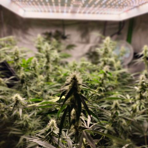 Cream caramel  growlog timeline photo