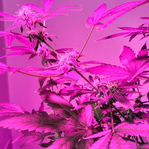 Amnesia  growlog photo: Seguí 