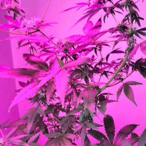 Amnesia  growlog photo: Seguí 