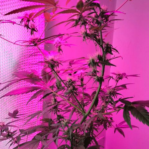 Amnesia  growlog photo: Seguí 