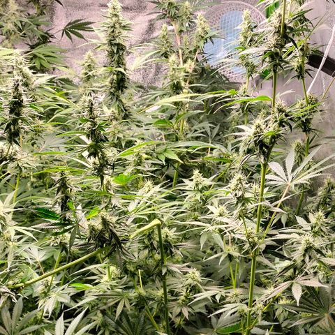 Cream caramel  growlog timeline photo