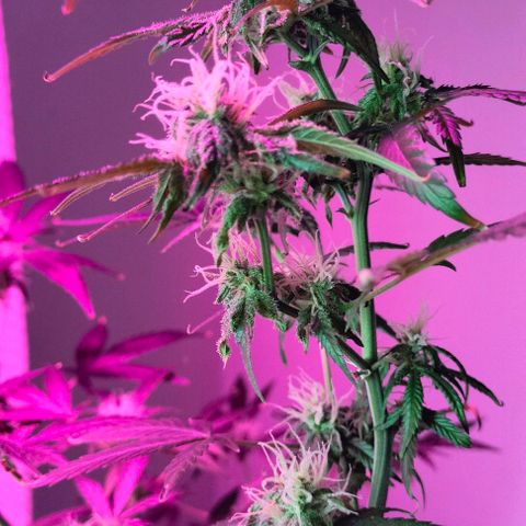 Amnesia  growlog photo: Seguimiento 