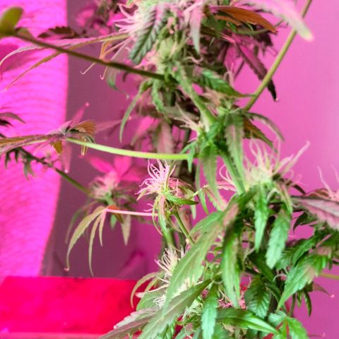 Amnesia  growlog photo: Seguimiento 