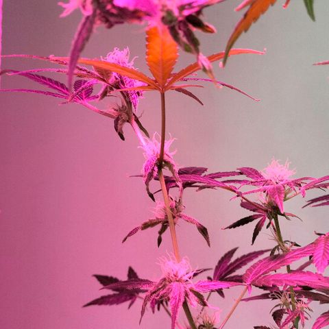 Amnesia  growlog photo: Seguimiento 