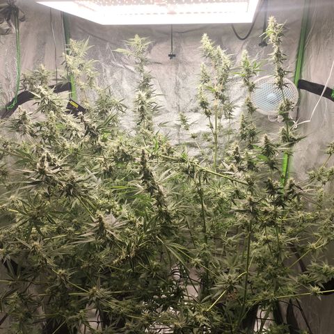 Cream caramel  growlog photo: Seguí 