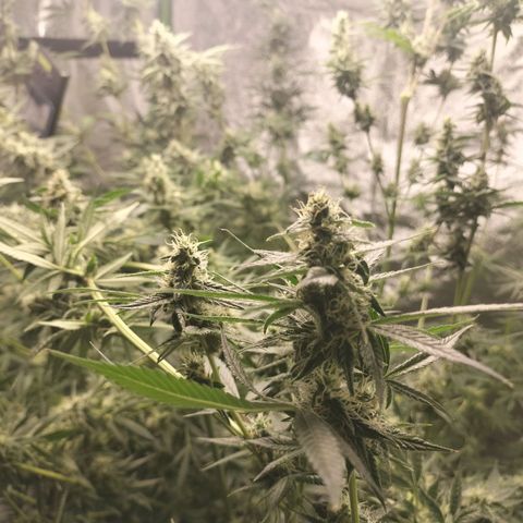 Cream caramel  growlog photo: Seguí 