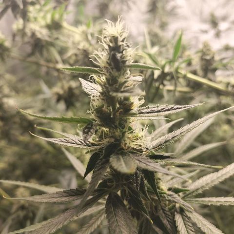 Cream caramel  growlog photo: Seguí 