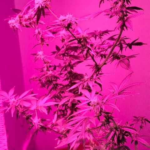 Amnesia  growlog timeline photo