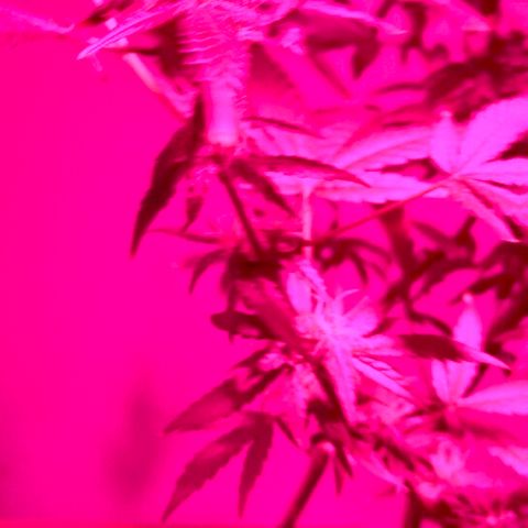Amnesia  growlog timeline photo