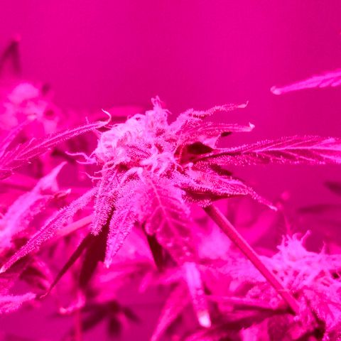 Amnesia  growlog timeline photo