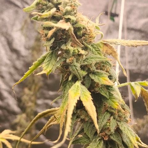 Cream caramel  growlog timeline photo