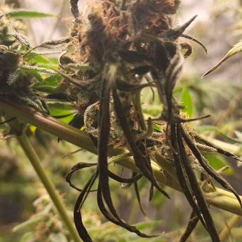 Cream caramel  growlog timeline photo