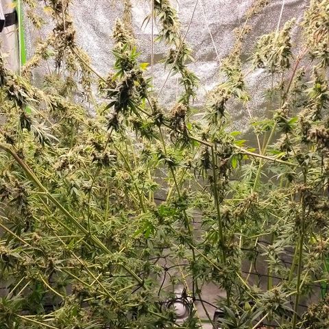 Cream caramel  growlog timeline photo
