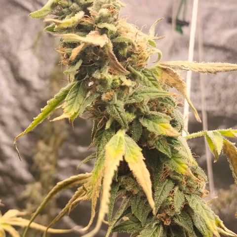 Cream caramel  growlog timeline photo