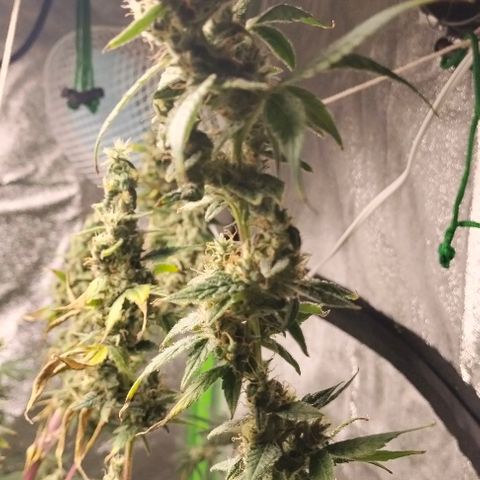 Cream caramel  growlog timeline photo