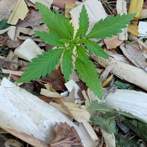 Acid Mike growlog timeline photo