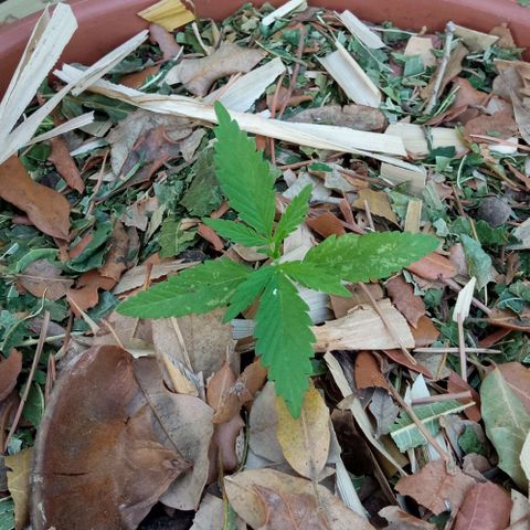 Acid Mike growlog timeline photo