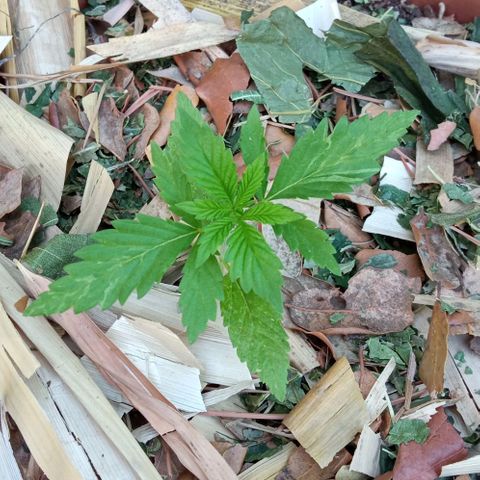 Acid Mike growlog timeline photo