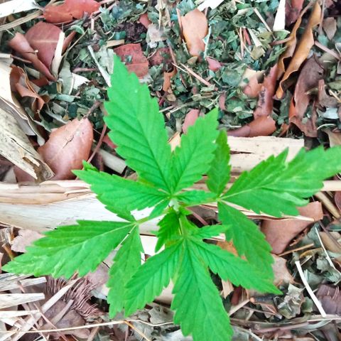 Acid Mike growlog timeline photo
