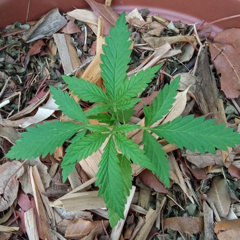 Acid Mike growlog timeline photo