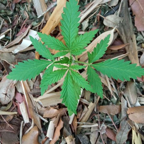 Acid Mike growlog timeline photo