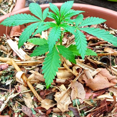 Acid Mike growlog timeline photo
