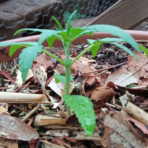 Acid Mike growlog timeline photo