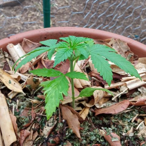 Acid Mike growlog timeline photo