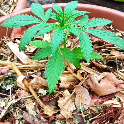 Acid Mike growlog timeline photo