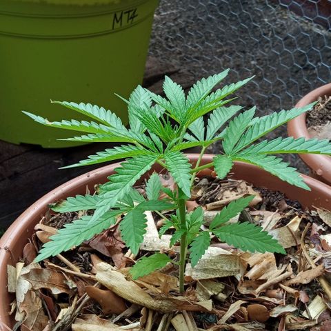Acid Mike growlog timeline photo