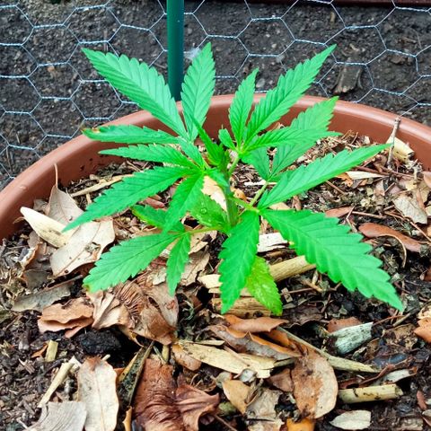 Acid Mike growlog timeline photo