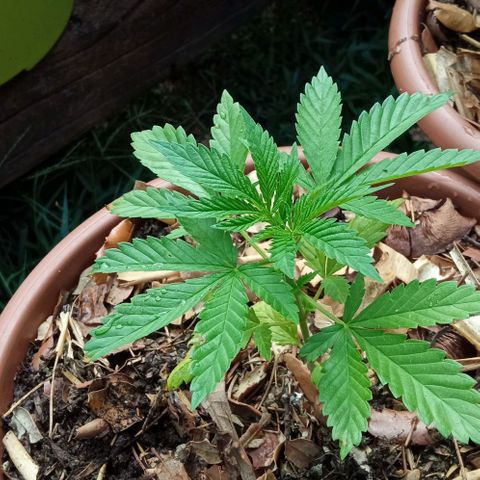Acid Mike growlog timeline photo