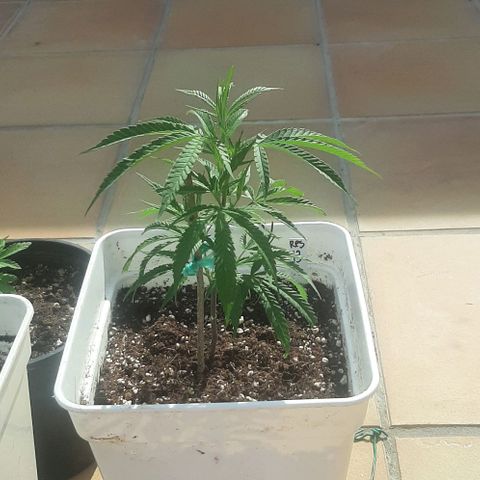 Respect growlog timeline photo