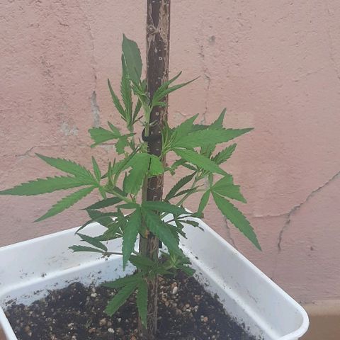 Respect growlog timeline photo