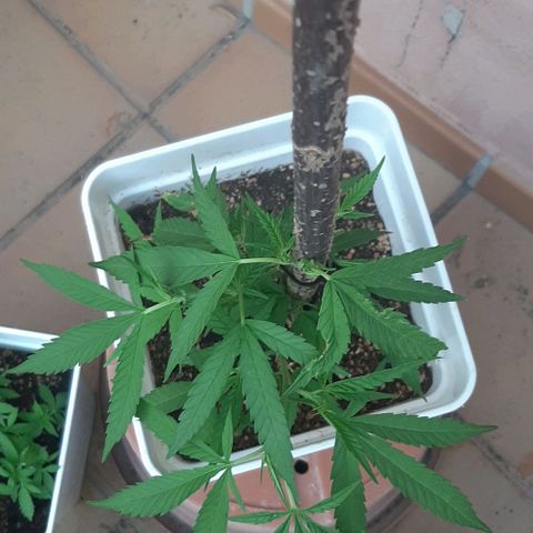 Respect growlog timeline photo