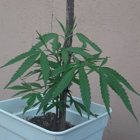 Respect growlog timeline photo