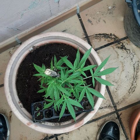 Respect growlog timeline photo