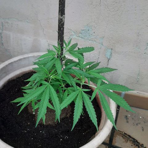 Respect growlog timeline photo