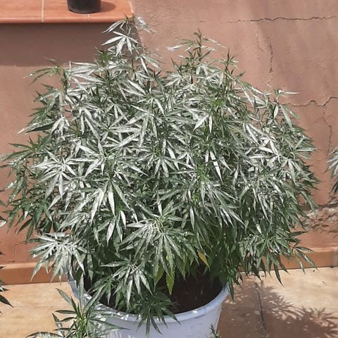 Respect growlog timeline photo