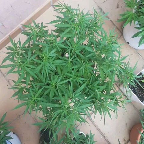 Respect growlog timeline photo