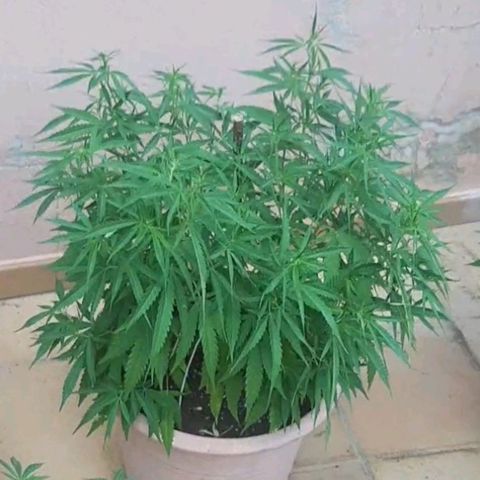 Respect growlog timeline photo