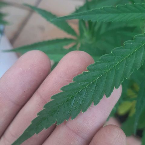 Respect growlog timeline photo