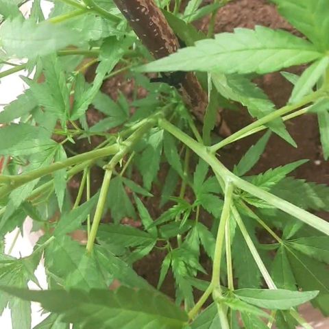 Respect growlog timeline photo