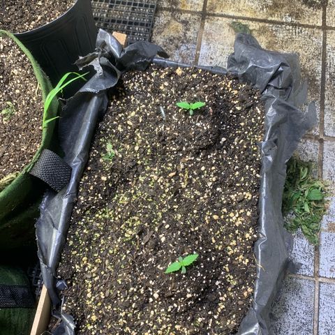  2 teste Sementes automática. Zé seeds growlog timeline photo
