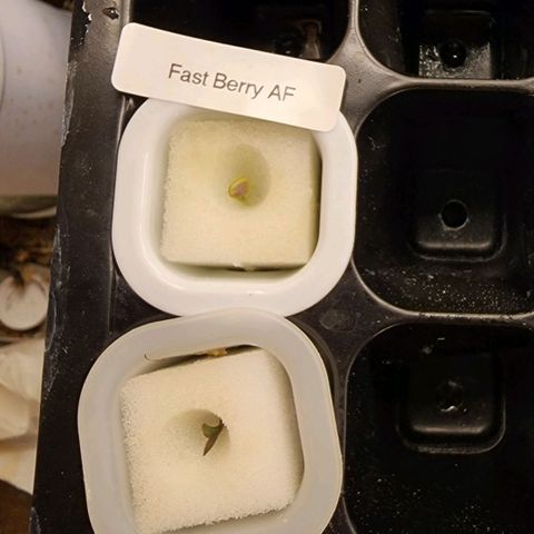 Fast Berry AF Fastbuds growlog photo: The Girl's are growing 
