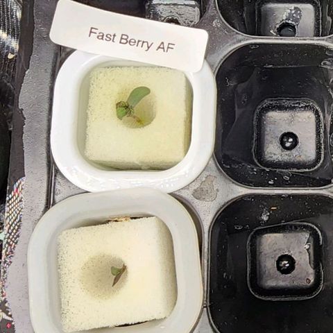 Fast Berry AF Fastbuds growlog photo: Good morning Girls. Time to grow