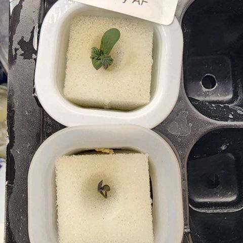 Fast Berry AF Fastbuds growlog photo: Not too sure about Girl 2 but time will tell