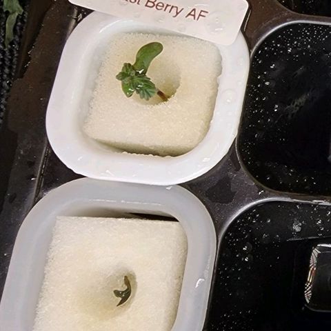 Fast Berry AF Fastbuds growlog photo: Fairly sure I lost one. Not sure why she damped off. Put in cloner and medicine cup humidity domes cover them