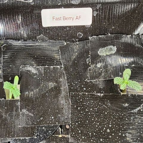 Fast Berry AF Fastbuds growlog photo: More confident about these Girls
