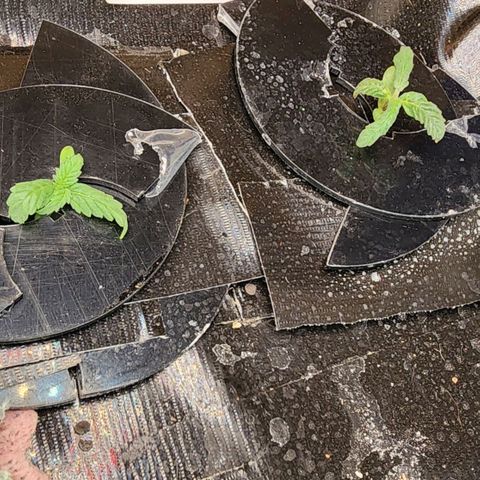 Fast Berry AF Fastbuds growlog photo: They're looking good